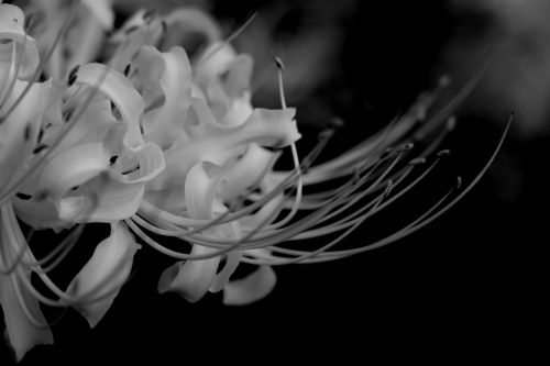 white flower romantic flowers
