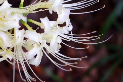 white flower bunch of flowers nature