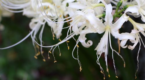 white flower bunch of flowers nature