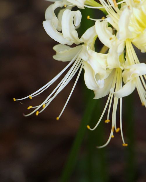 white flower bunch of flowers nature