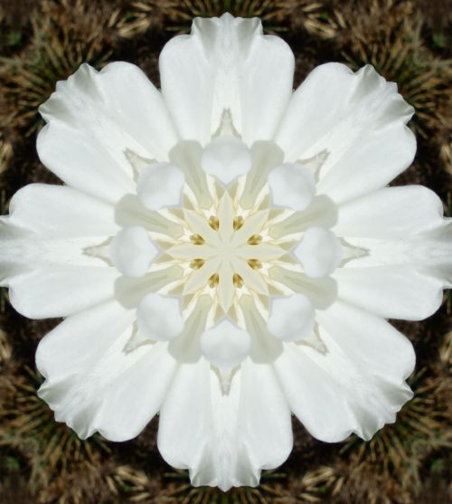 White Flower Abstract