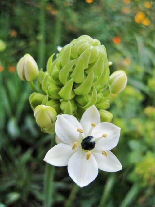 White Flower And Buds