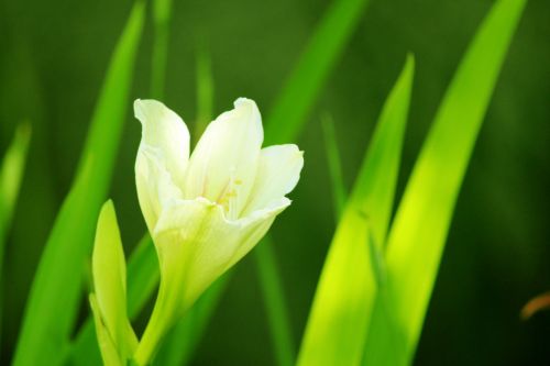 White Flower Background 2