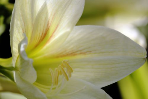 White Flower Background 3