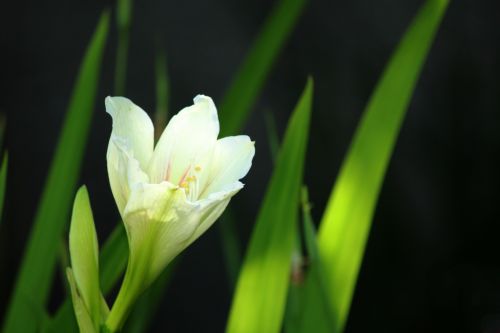 White Flower Background