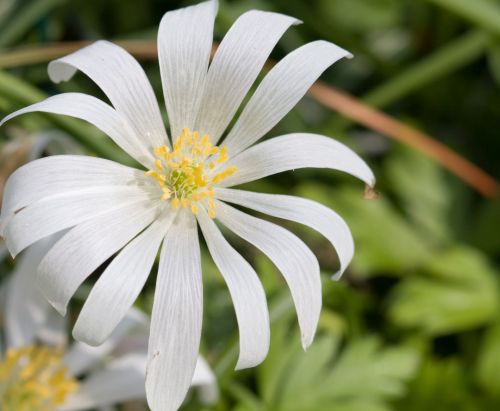 White Flower Close-up Macro