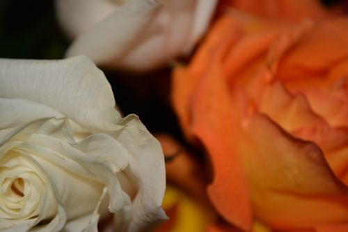 White Flower Rose Petals