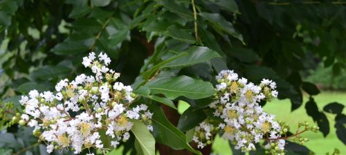 White Flower With Green Buds