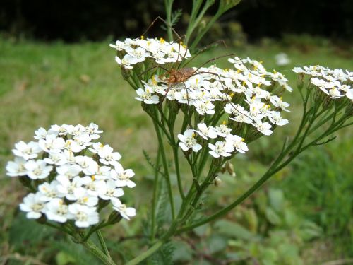 white flower with spider spider white flower