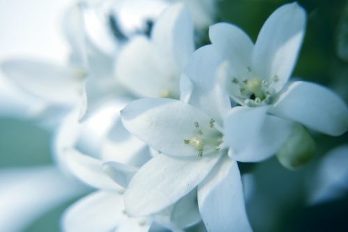 White Flowers 1