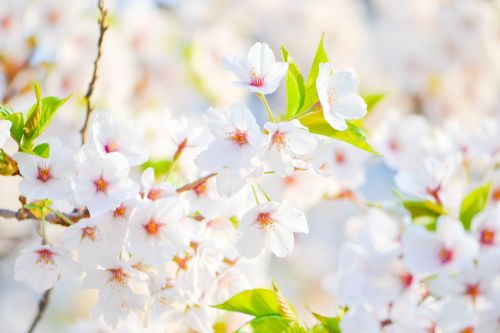 white flowers flowers white