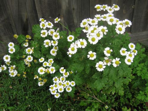 White Flowers