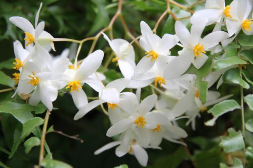 white flowers garden botanical garden