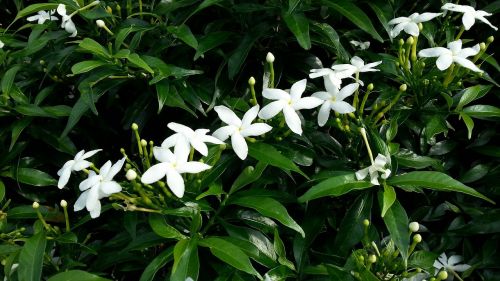 white flowers jasmine star flowering