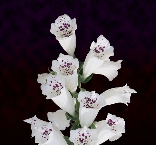 white flowers cluster flowers bouquet