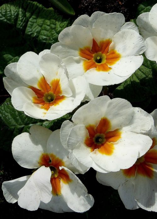 white flowers primrose spring