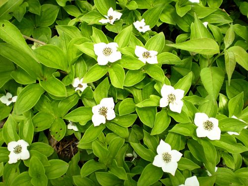 White Flowers