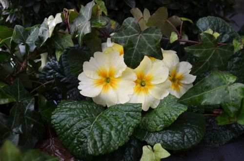 White Flowers