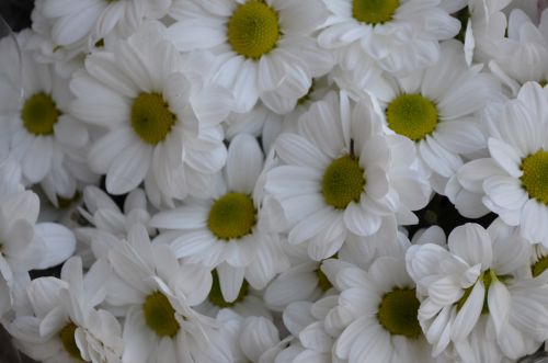 White Flowers