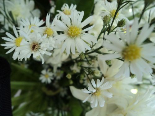 White Flowers