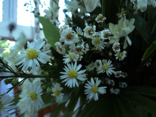 White Flowers