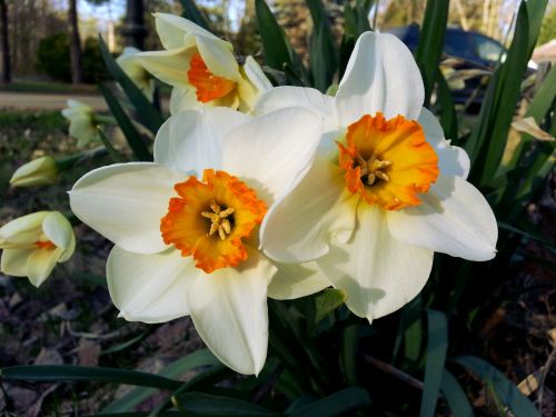 White Flowers