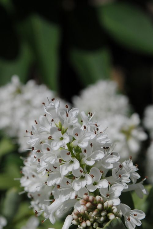 White Flowers