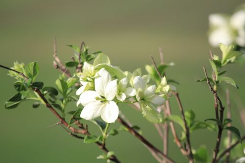 White Flowers