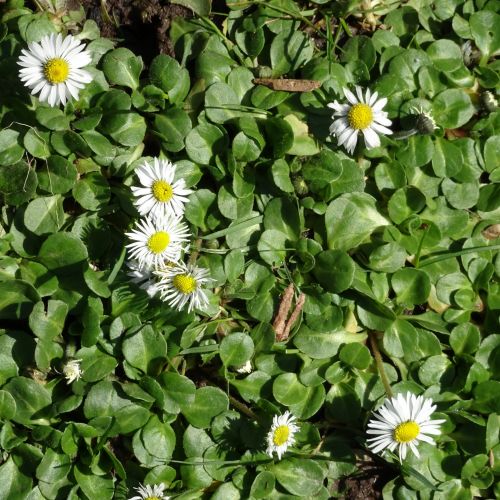 White Flowers