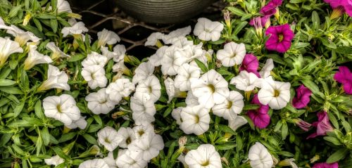 White Flowers