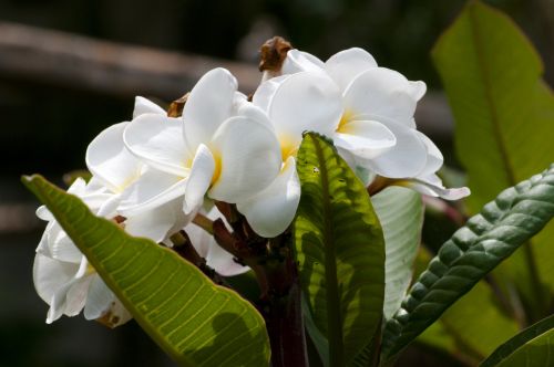 White Flowers