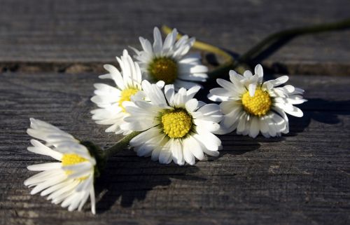 white flowers daisy wooden table