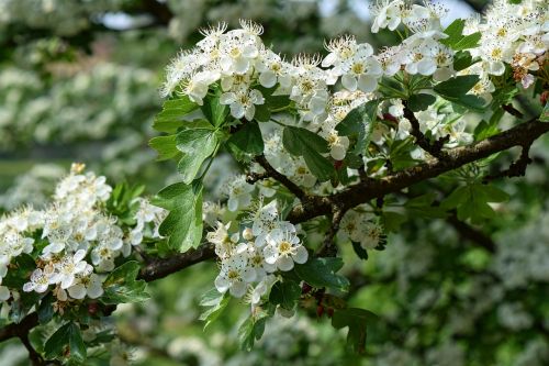 white flowers nature branches