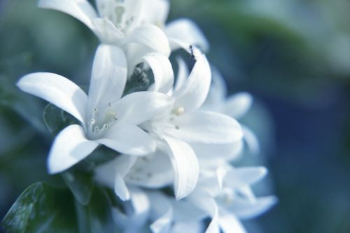 White Flowers 2