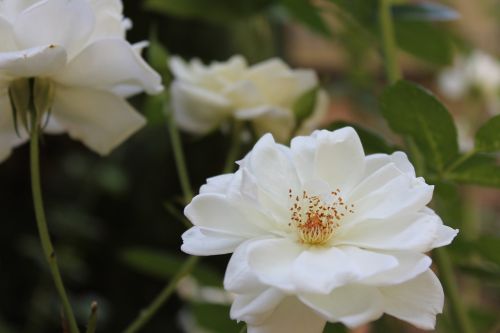 white flowers white flowers