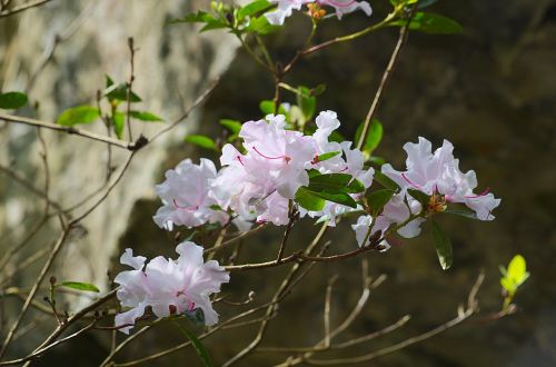 white flowers flora b