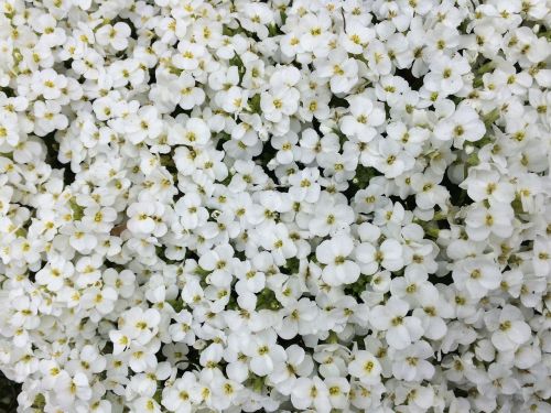 white flowers sea of flowers flowers