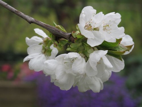 white flowers cherry flowering branch