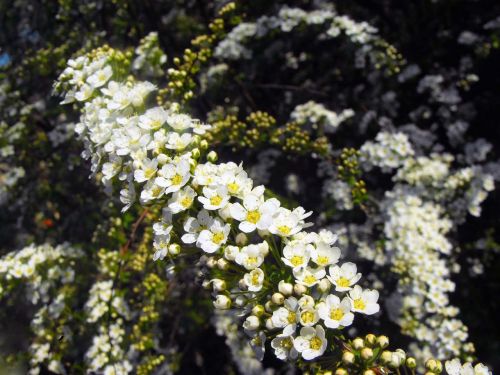 white flowers shrub garden