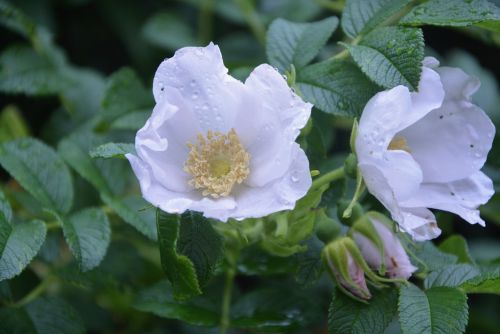 white flowers nature garden