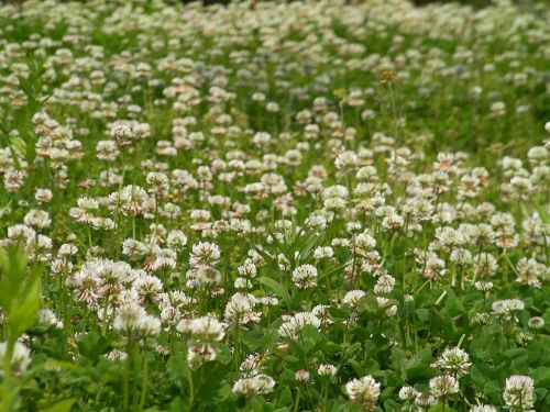 white flowers flowers spring