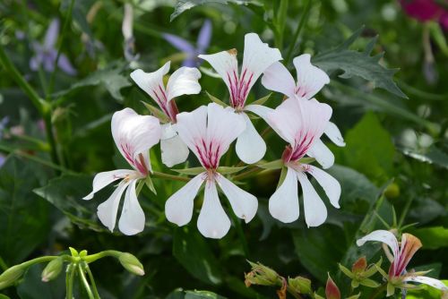 white flowers green foliage nature garden