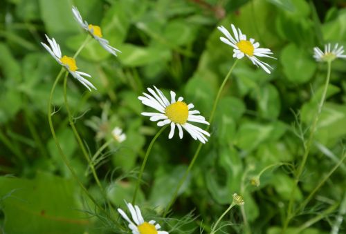 white flowers daisies profile wild flowers