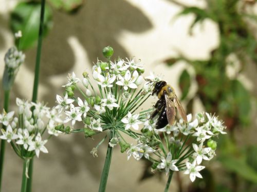 white flowers bee outside