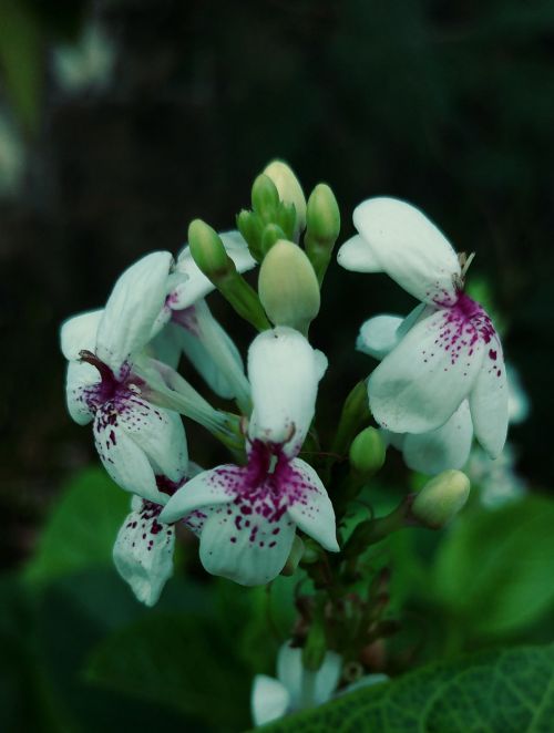 white flowers spotted blossom