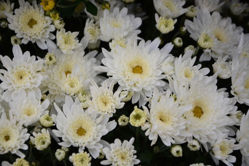 white flowers white chrysanthemums flowers nature