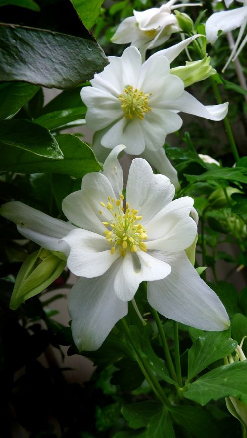 white flowers spring plant
