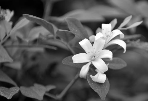 white flowers vine monochrome