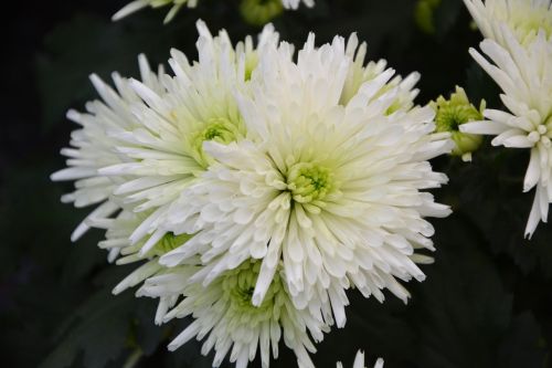 white flowers bouquet flowers fall