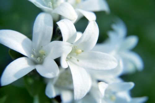 White Flowers 3